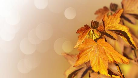 Golden Autumn Leaves in Soft Light wallpaper