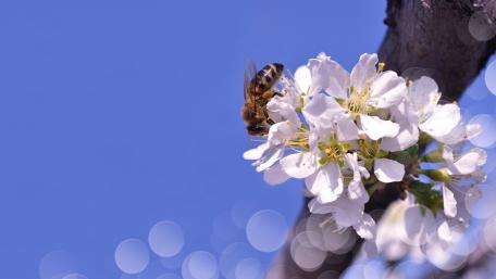 Spring Blossoms and Bees Under a Blue Sky wallpaper