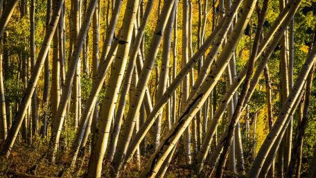 Golden Forest of Aspens Shining Brightly wallpaper