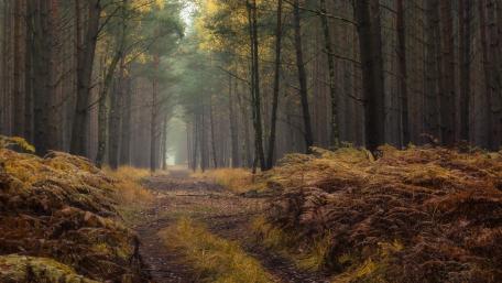 Serene Autumn Pathway Through the Forest wallpaper