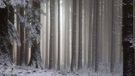 Winter Wonderland in a Snowy Forest wallpaper