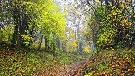 Autumn Pathway Through a Vibrant Forest Scene wallpaper