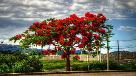 Vibrant Blooming Red Tree Wallpaper wallpaper