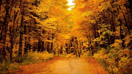 Golden Pathways through Autumn Forests wallpaper