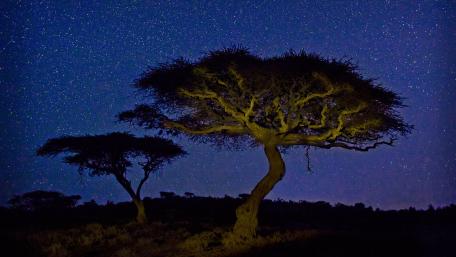 Starry Night Silhouette of Trees wallpaper