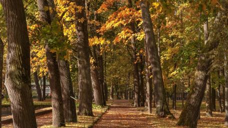 Autumn Serenity in the Park wallpaper