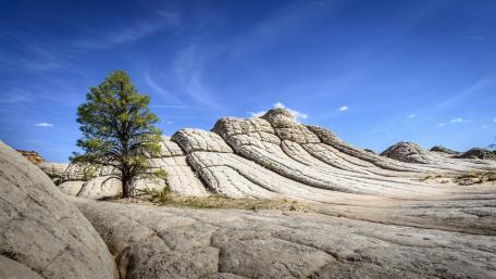 Majestic Lone Tree Against Striking Rock Formation wallpaper