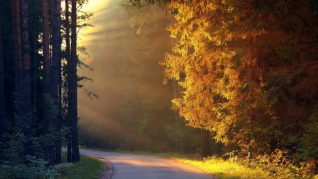 Golden Sunbeams Through a Serene Autumn Forest Road wallpaper