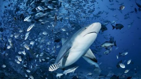 Majestic Shark Amongst School of Fish wallpaper