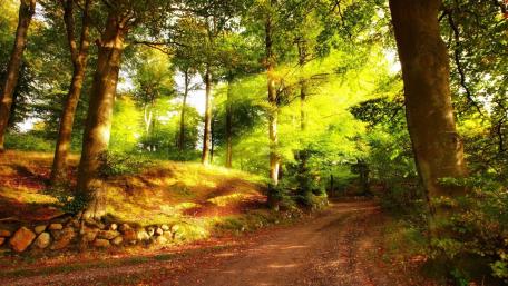 Serene Sunlit Forest Pathway wallpaper