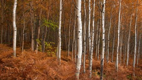 Autumn Serenity in a Birch Forest wallpaper