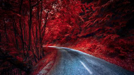 Vibrant Autumn Drive through Red Forest wallpaper