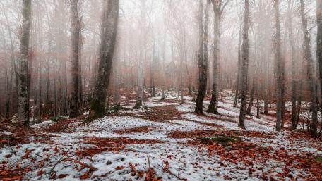 Mystical Forest in Winter Fog wallpaper