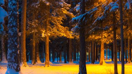 Enchanting Winter Fir Forest Scene wallpaper