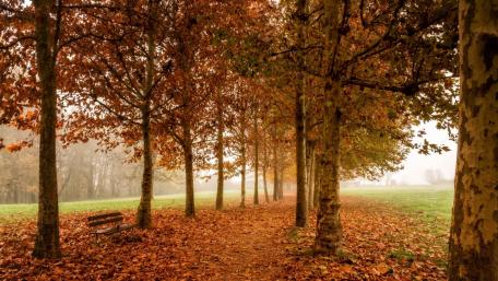 Autumn Serenity on a Tree-Lined Pathway wallpaper