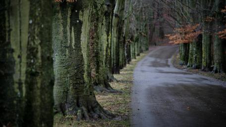 Serene Forest Road Surrounded by Towering Trees wallpaper