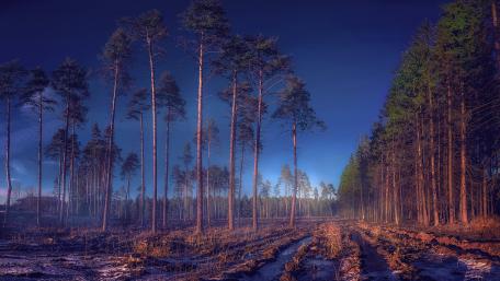 Silent Echoes of a Vanishing Forest wallpaper