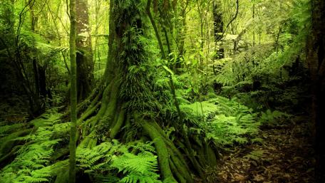 Lush Green Forest Retreat wallpaper
