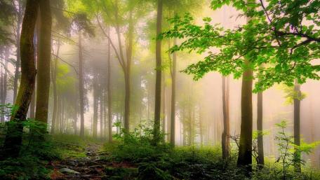Misty Forest Pathway Invites Adventure and Serenity wallpaper