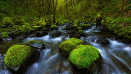 Serene Forest River with Mossy Stones wallpaper