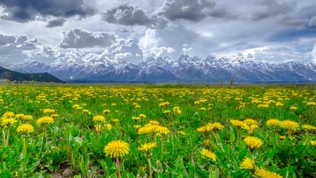 Dandelion field wallpaper