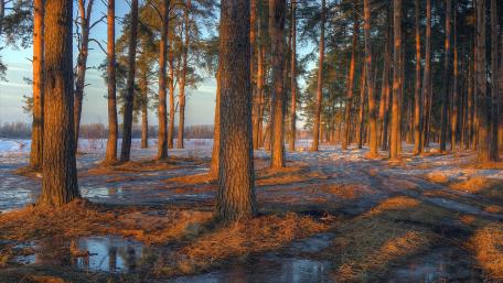 Serene Bayou Forest Landscape in Golden Light wallpaper