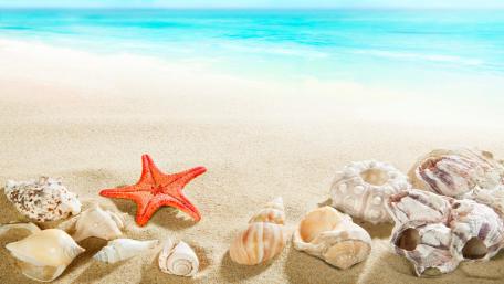 Vibrant Beach Treasures Under Bright Sunlight wallpaper