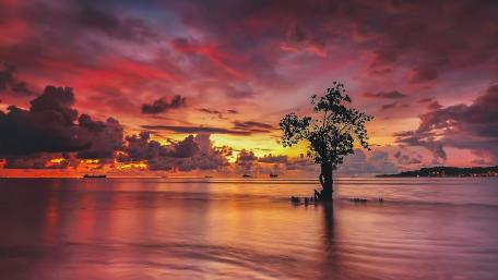 Lone Tree at Sunset Glow wallpaper