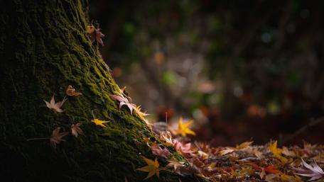 Autumn Tranquility with Vibrant Maple Leaves wallpaper