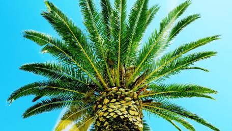 Tropical Paradise Under Blue Skies wallpaper