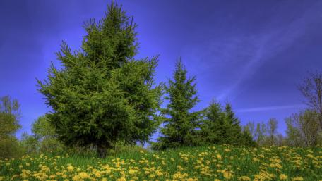 Lush Pine Trees Against a Vibrant Sky wallpaper