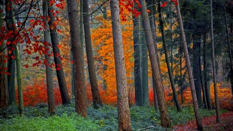 Vibrant Autumn Forest in Full Splendor wallpaper