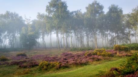 Mystical Spring Morning in the Forest wallpaper