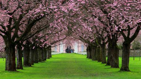 Blossoming Lane of Serenity wallpaper