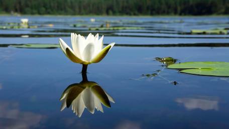 Serene Lotus Flower Reflection in Clear Water wallpaper
