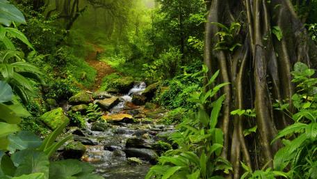 Serenity Along the Forest Creek wallpaper