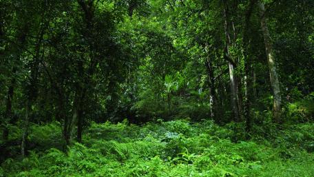 Lush Green Forest Serenity wallpaper