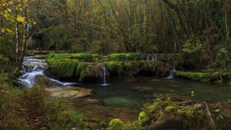 Serene Forest River Oasis wallpaper