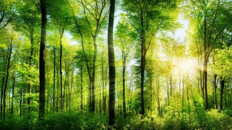 Sunlight Streaming Through a Lush Green Forest wallpaper