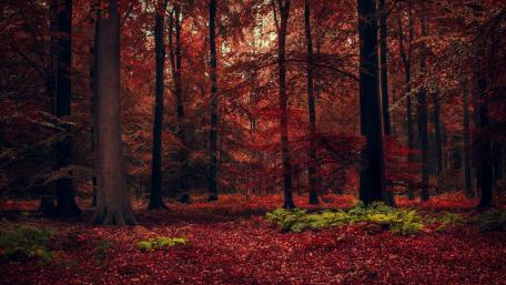 Autumnal Serenity in a Red Forest Landscape wallpaper