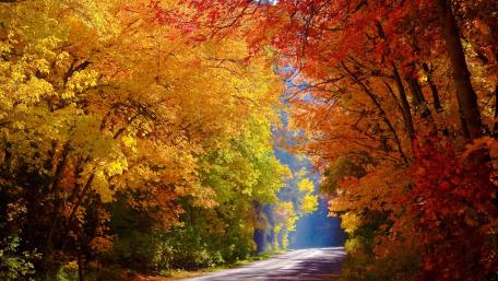Autumn Road Through Colorful Trees wallpaper
