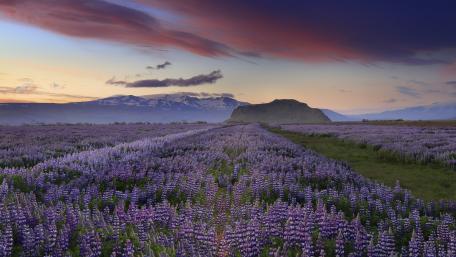 Lupin field in Iceland wallpaper