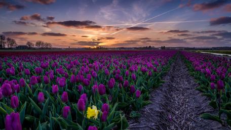 Purple tulips wallpaper