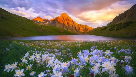 Serene Mountain Reflection Over Vibrant Wildflowers wallpaper