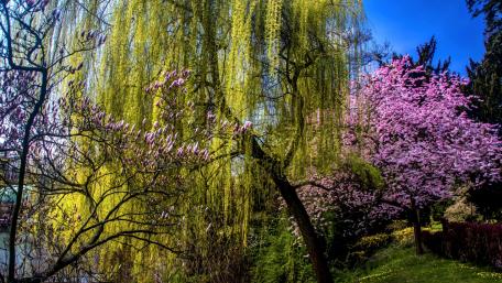Vibrant Spring Garden in Full Bloom wallpaper