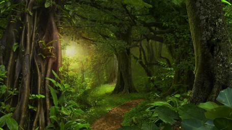 Enchanting Forest Pathway Awaits Discovery wallpaper
