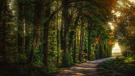 Serene Forest Road Beneath Lush Canopy wallpaper