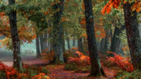 Autumn's Tranquil Pathway Through Vibrant Foliage wallpaper