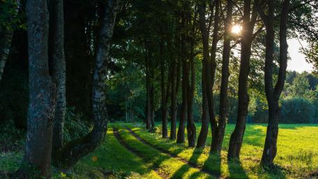 Serene Sunlight Through Tree Lane wallpaper