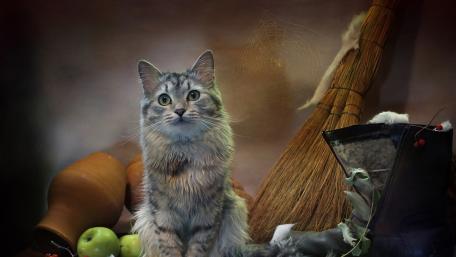 Cat Lead wallpaper